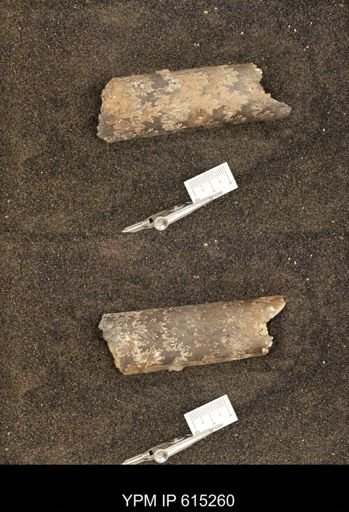Baculites sp.