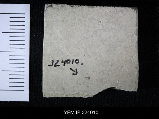 undet. Hymenoptera