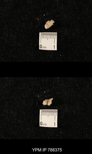 taxon undetermined