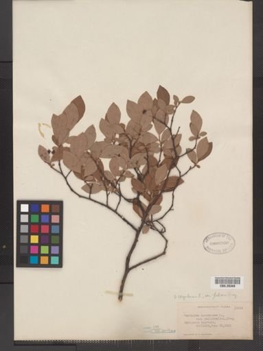 Vaccinium corymbosum var. glabrum