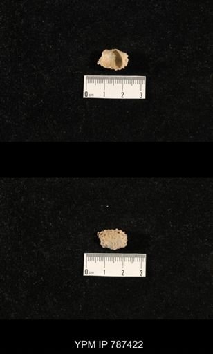 undet. Brachiopoda