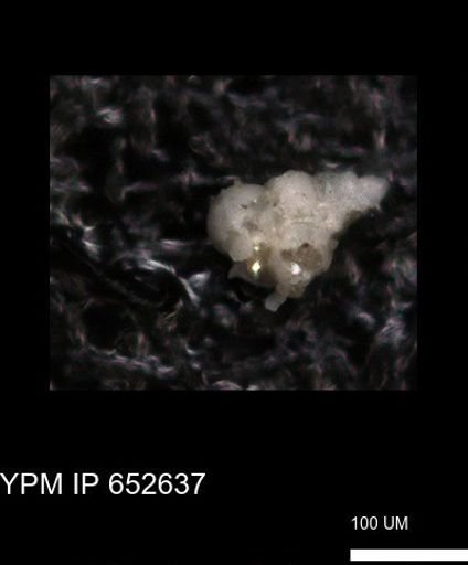 undet. Foraminiferida