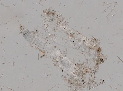 Haliclona (Soestella) caerulea