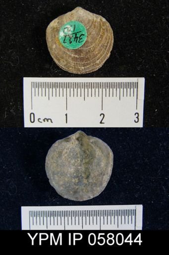 Atrypa reticularis