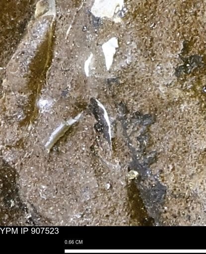 undet. Mollusca