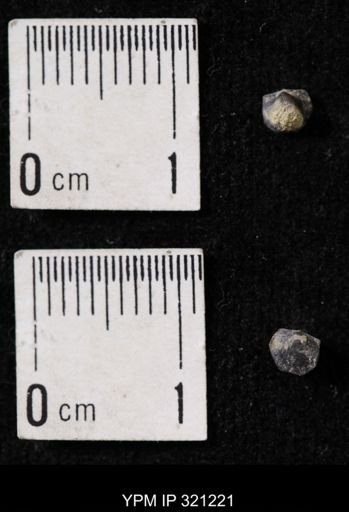 Ambocoelia sp.