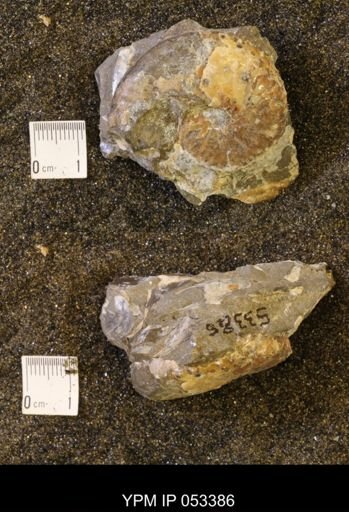 Discoscaphites conradi