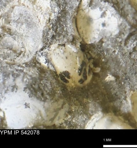 Corbulamella gregaria