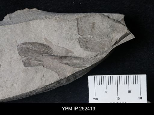 undet. Eurypterida