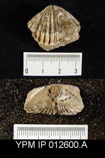 Camarophoria venusta