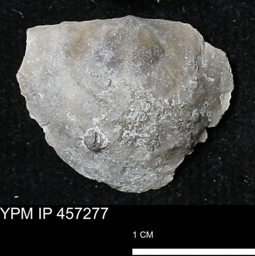 Pholidostrophia iowaensis
