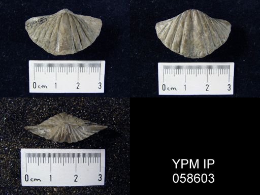 Spirifer cyclopterus