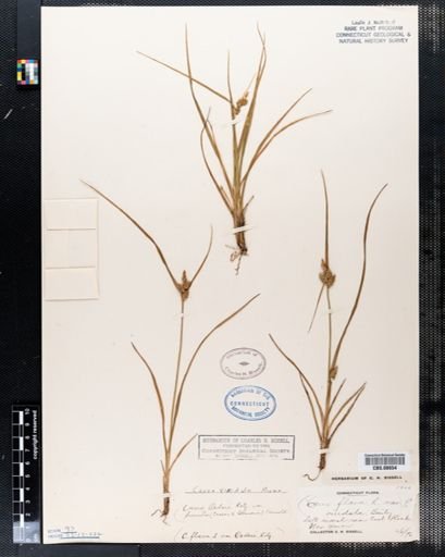 Carex viridula
