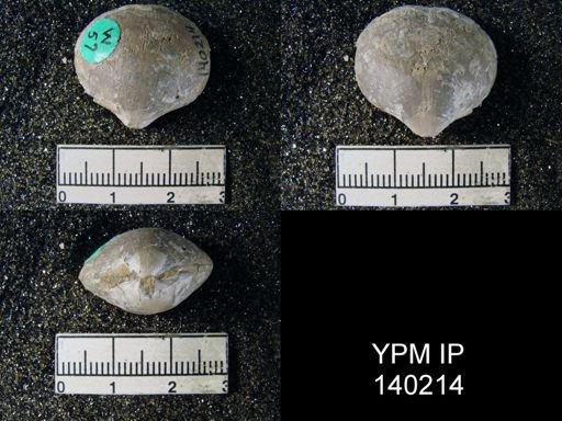 Athyris royssii