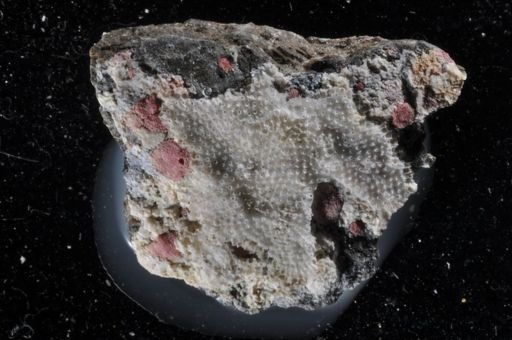 Parasmittina