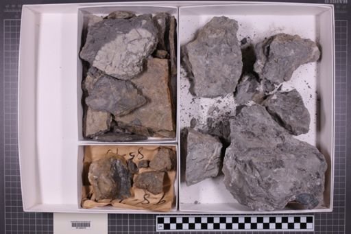 mixed taxa, stratigraphic collection