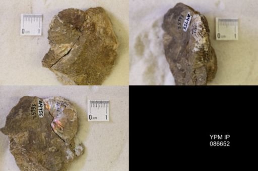 undet. Scaphitidae
