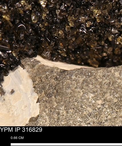 undet. Mollusca