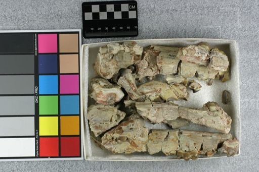 Archaeotherium mortoni