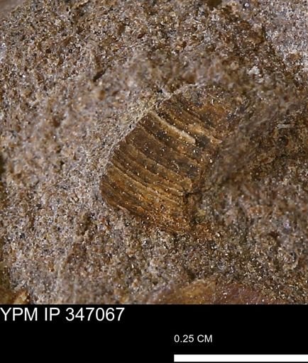 undet. Bivalvia