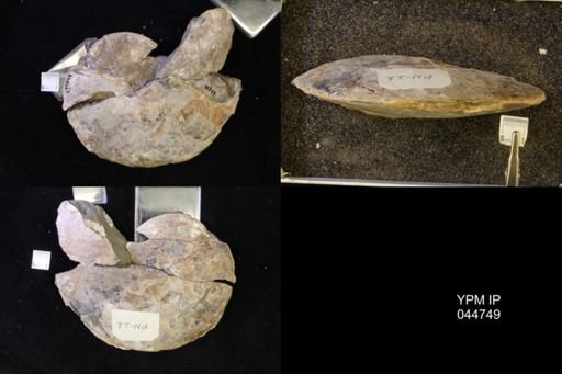 Sphenodiscus lenticularis