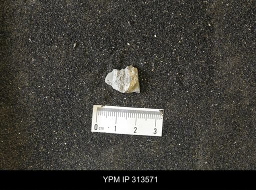 Inoceramus