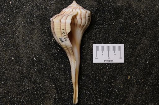 Sinistrofulgur perversum
