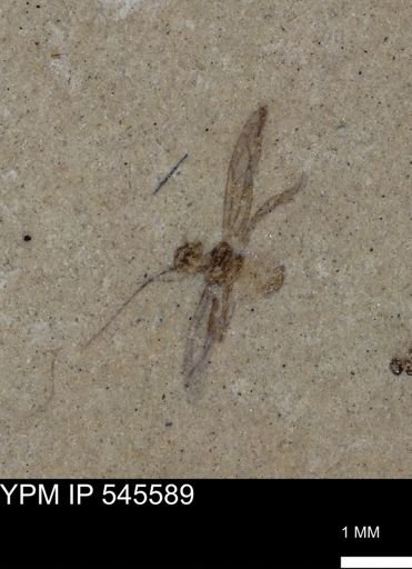 undet. Insecta