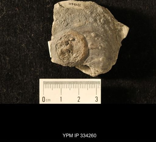 Isorophus cincinnatiensis