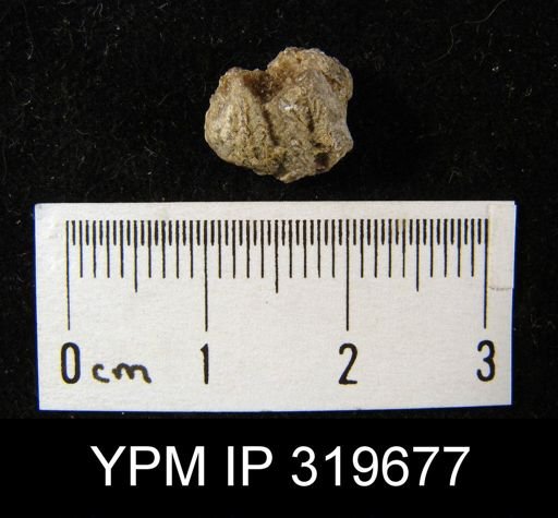 Spiriferina spinosa