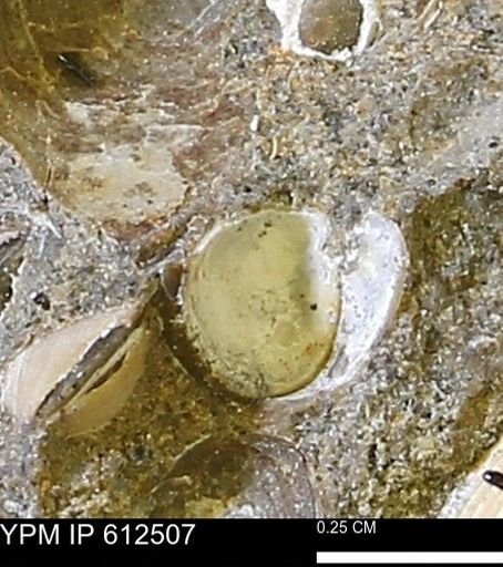 Protocardia sp.