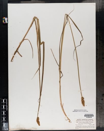 Carex alopecoidea