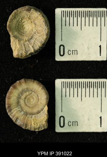 Amphiscapha subrugosa