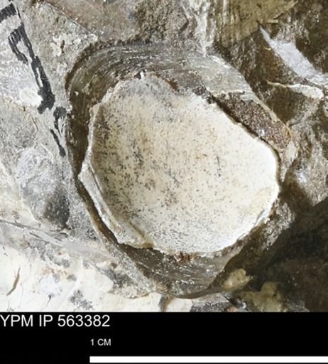 Limopsis sp.