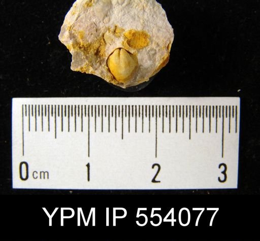 Anoplia sp.