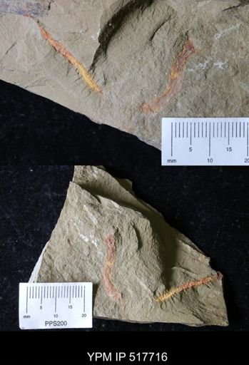 undet. Ichnofossil