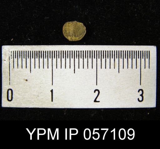 Dalmanella pygmaea