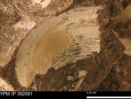 Protocardia sp.