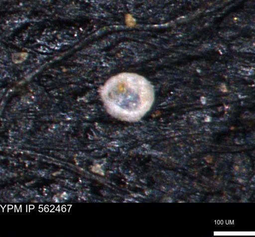 Coccolthiophyceae