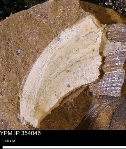 Limopsis striatopunctatus