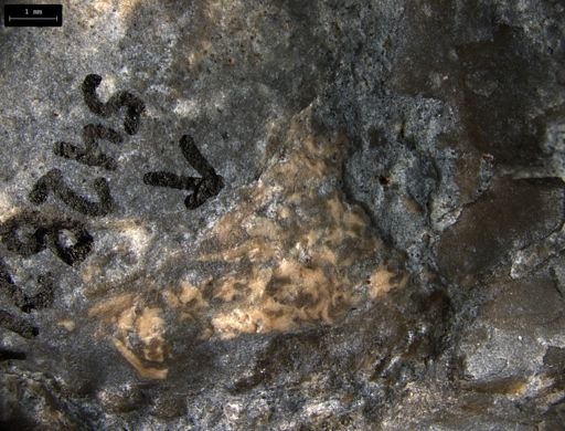 Aplocoma damesii