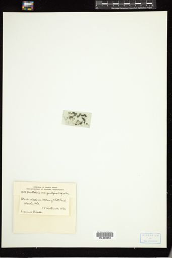 Oscillatoria margaritifera