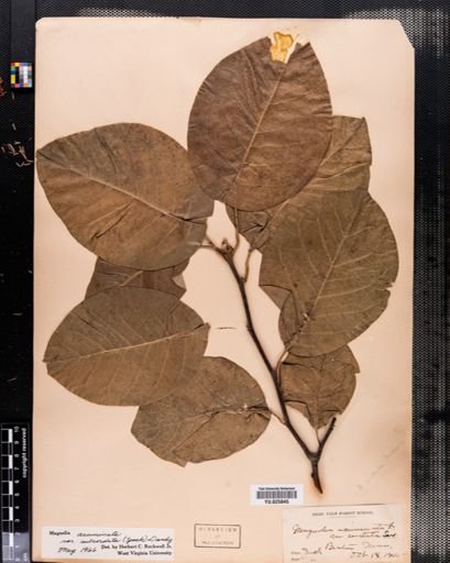 Magnolia acuminata