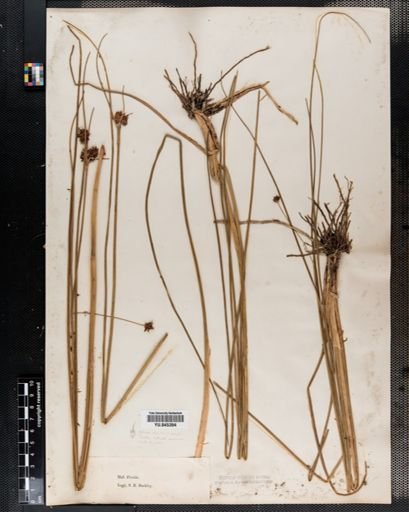 Rhynchospora capitellata