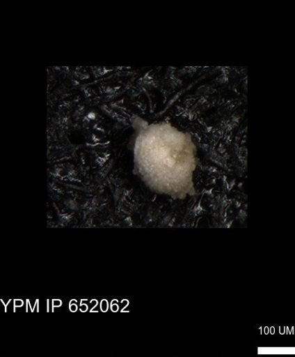 undet. Foraminiferida