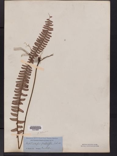 Plantae