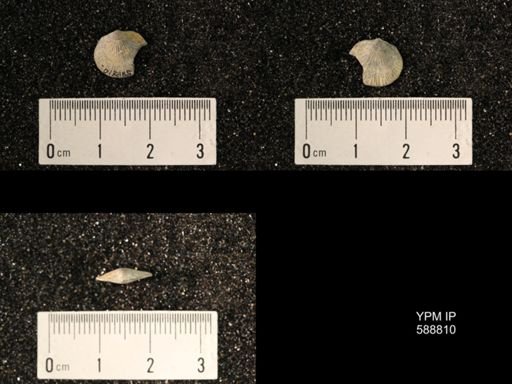 Dalmanella elegantula