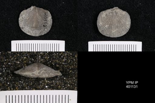 Dalmanella meeki