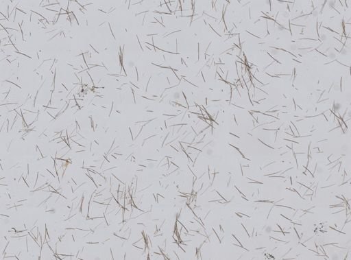 Niphates erecta