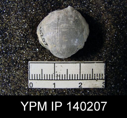 Productus (Paramarginifera) tumidus